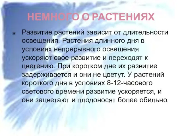 НЕМНОГО О РАСТЕНИЯХ Развитие растений зависит от длительности освещения. Растения длинного