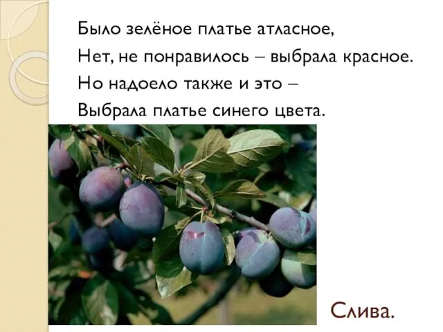 Слива. Было зелёное платье атласное, Нет, не понравилось – выбрала красное.