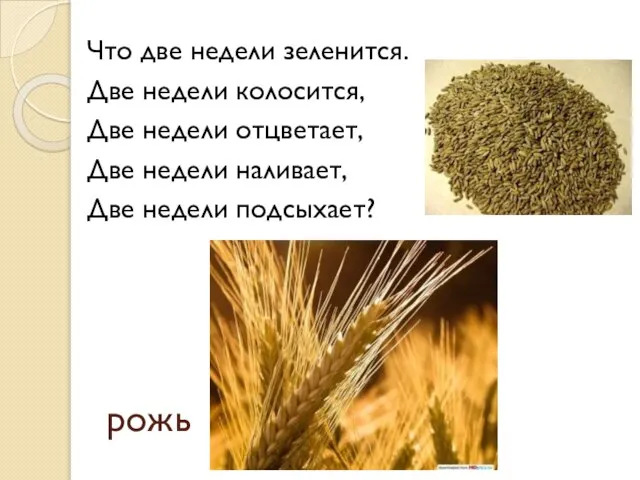 рожь Что две недели зеленится. Две недели колосится, Две недели отцветает,