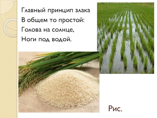 Рис. Главный принцип злака В общем то простой: Голова на солнце, Ноги под водой.