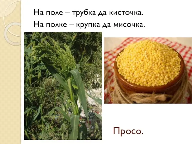 Просо. На поле – трубка да кисточка. На полке – крупка да мисочка.