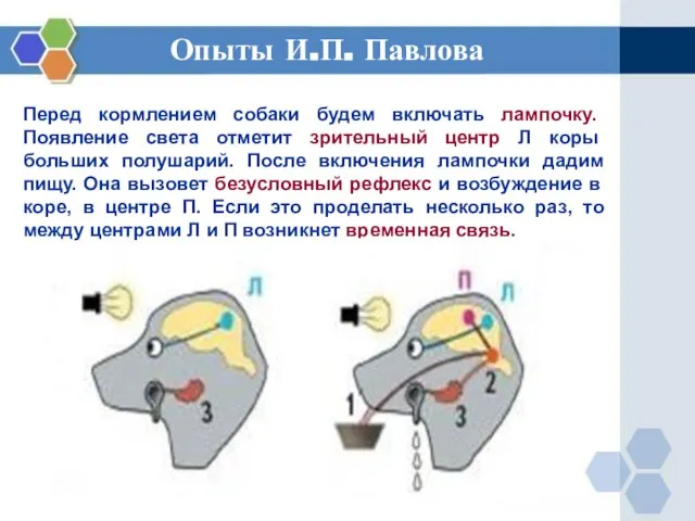 Перед кормлением собаки будем включать лампочку. Появление света отметит зрительный центр