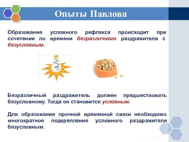 Опыты Павлова Образование условного рефлекса происходит при сочетании по времени безразличного