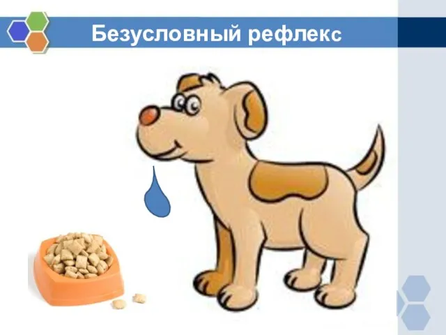 Безусловный рефлекс