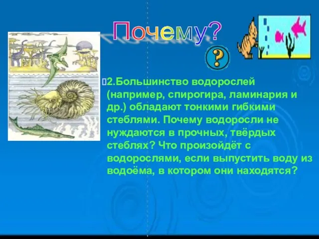 2.Большинство водорослей (например, спирогира, ламинария и др.) обладают тонкими гибкими стеблями.