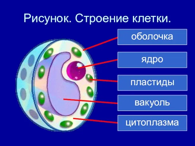 Рисунок. Строение клетки.