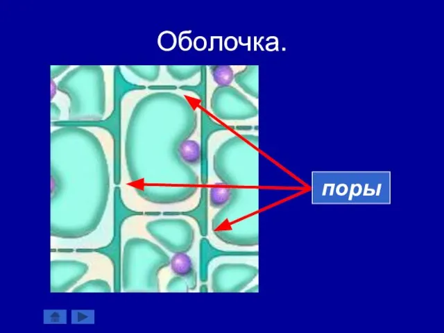 Оболочка. поры