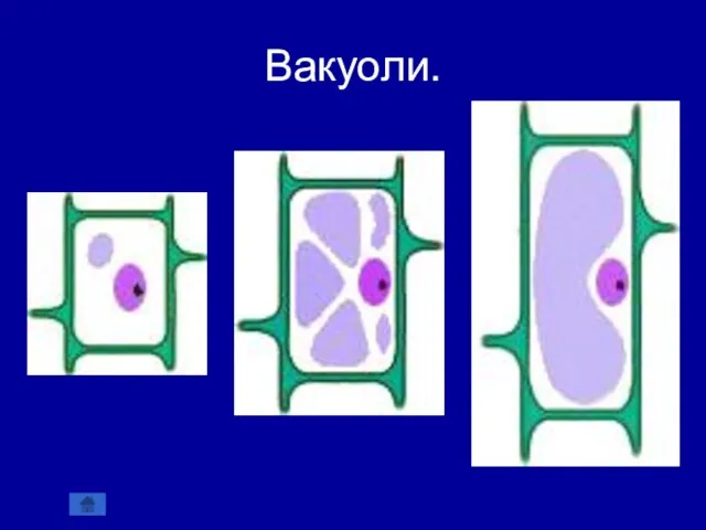 Вакуоли.