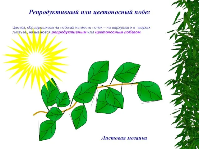 Репродуктивный или цветоносный побег Листовая мозаика Цветки, образующиеся на побегах на