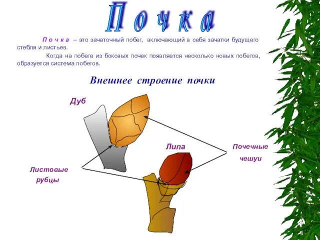 Внешнее строение почки П о ч к а – это зачаточный