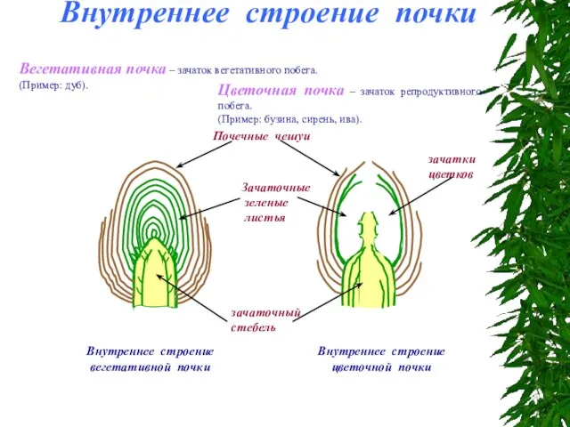 Вегетативная почка – зачаток вегетативного побега. (Пример: дуб). Внутреннее строение вегетативной
