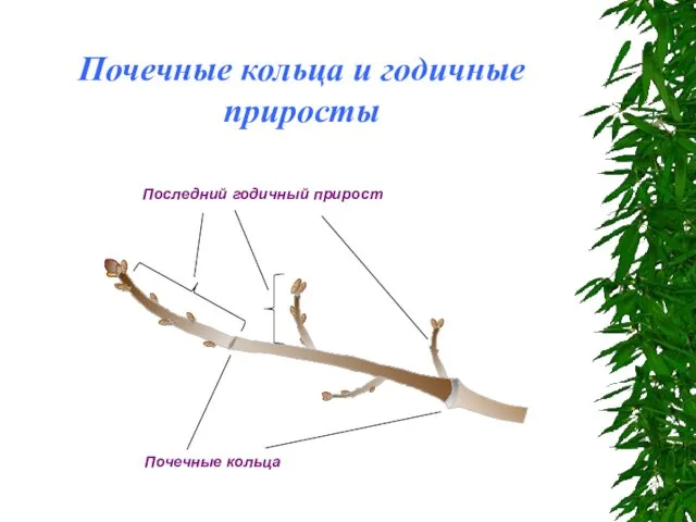 Почечные кольца и годичные приросты Последний годичный прирост Почечные кольца