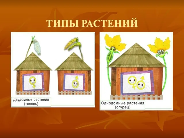 ТИПЫ РАСТЕНИЙ