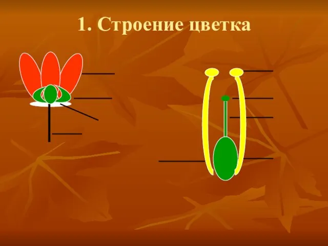 1. Строение цветка