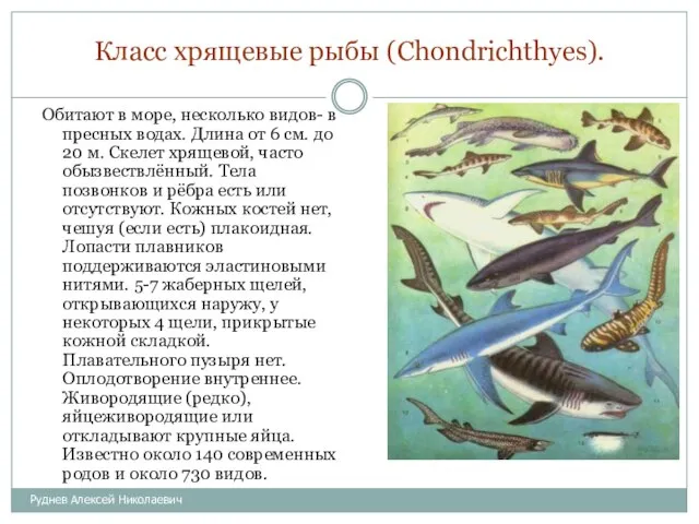 Класс хрящевые рыбы (Chondrichthyes). Обитают в море, несколько видов- в пресных