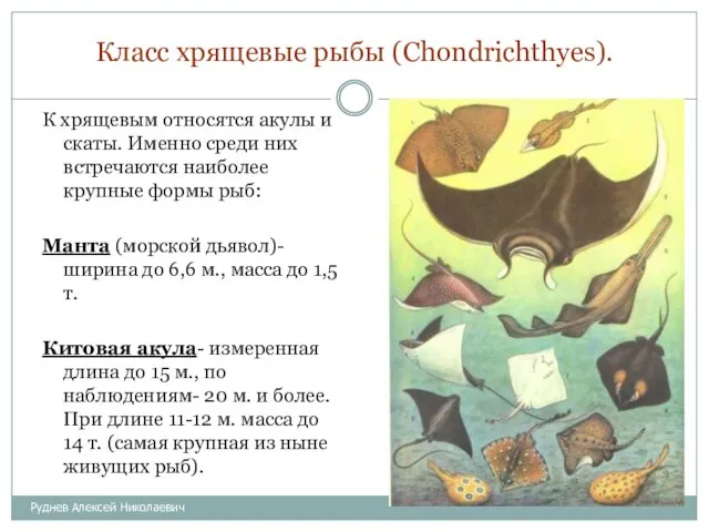 Класс хрящевые рыбы (Chondrichthyes). К хрящевым относятся акулы и скаты. Именно