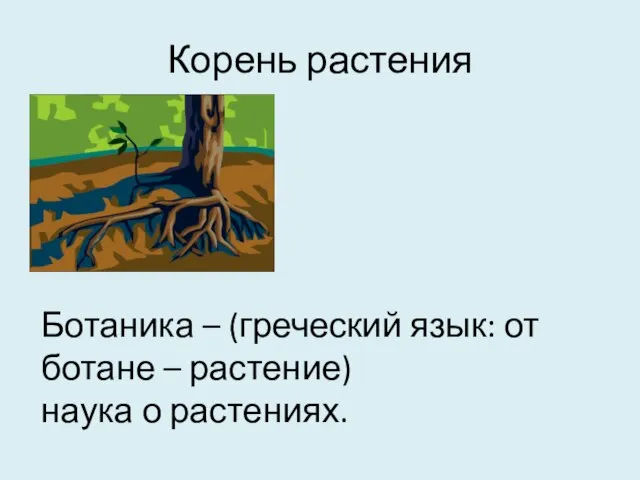 Корень растения Ботаника – (греческий язык: от ботане – растение) наука о растениях.