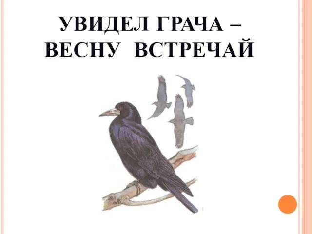 УВИДЕЛ ГРАЧА – ВЕСНУ ВСТРЕЧАЙ