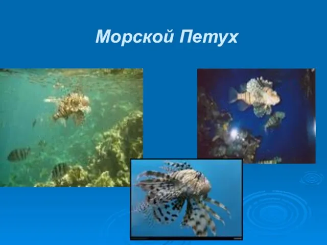 Морской Петух