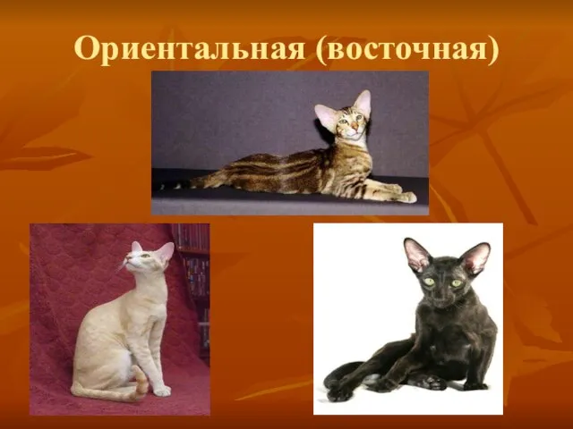 Ориентальная (восточная)