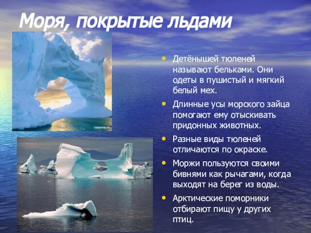 Моря, покрытые льдами Детёнышей тюленей называют бельками. Они одеты в пушистый