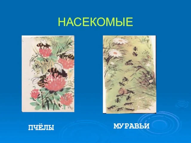 НАСЕКОМЫЕ ПЧЁЛЫ МУРАВЬИ