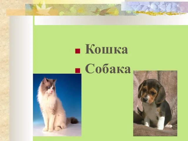 Кошка Собака