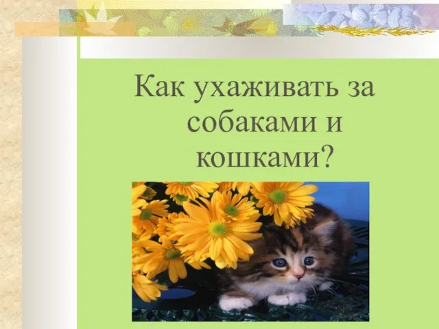 Как ухаживать за собаками и кошками?