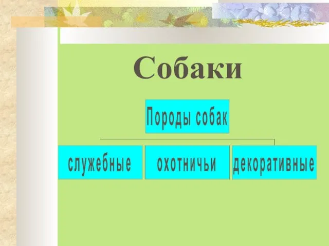 Собаки