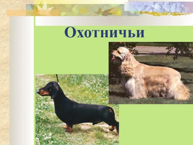 Охотничьи