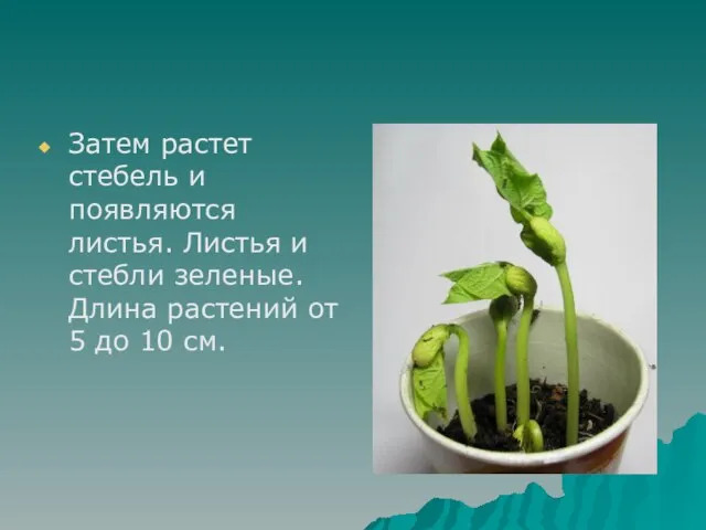 Затем растет стебель и появляются листья. Листья и стебли зеленые. Длина