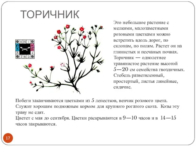 ТОРИЧНИК Это небольшое растение с мелкими, малозаметными розовыми цветками можно встретить