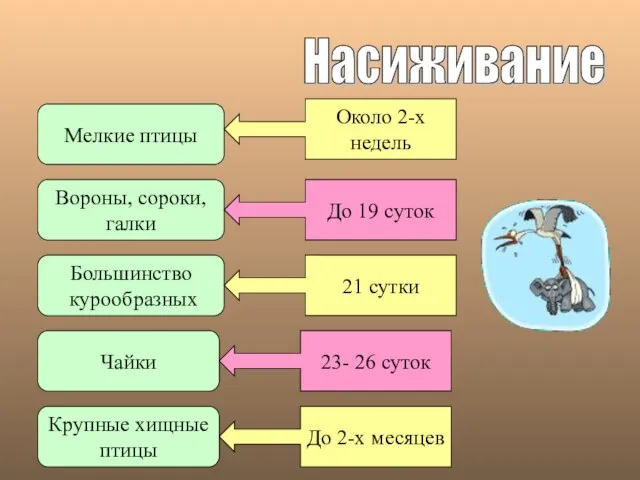 Насиживание Мелкие птицы Вороны, сороки, галки Большинство курообразных Чайки Крупные хищные