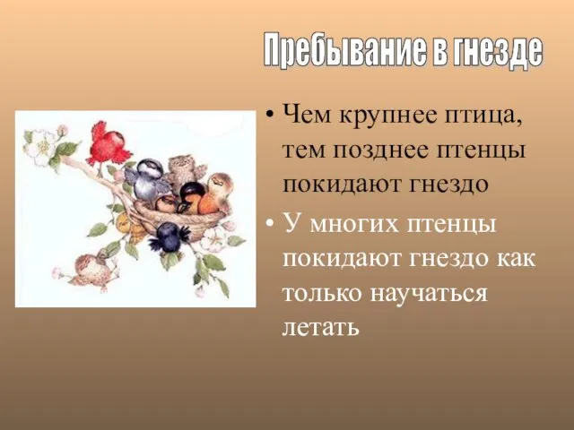 Чем крупнее птица, тем позднее птенцы покидают гнездо У многих птенцы