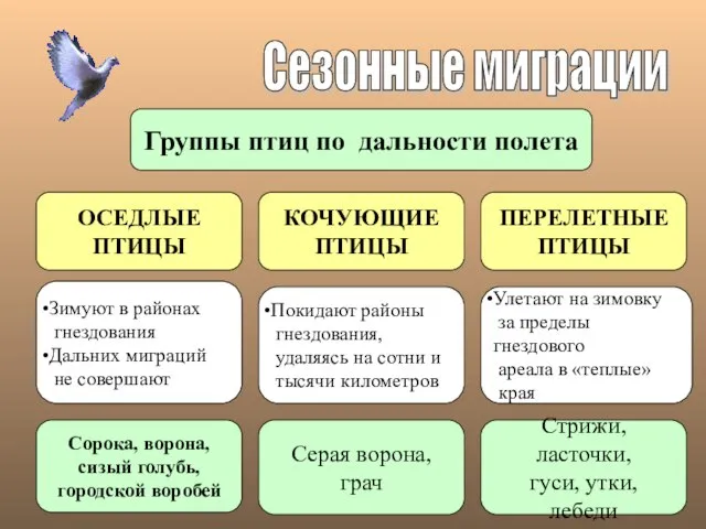 Сезонные миграции Группы птиц по дальности полета ОСЕДЛЫЕ ПТИЦЫ КОЧУЮЩИЕ ПТИЦЫ