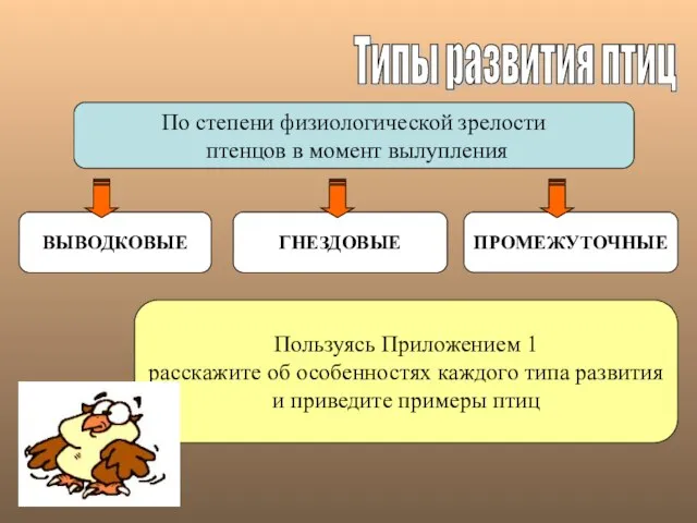 Типы развития птиц По степени физиологической зрелости птенцов в момент вылупления