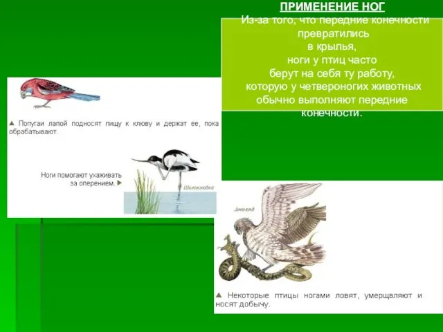 ПРИМЕНЕНИЕ НОГ Из-за того, что передние конечности превратились в крылья, ноги