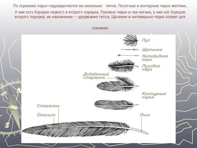 По строению перья подразделяются на несколько типов. Полетные и контурные перья