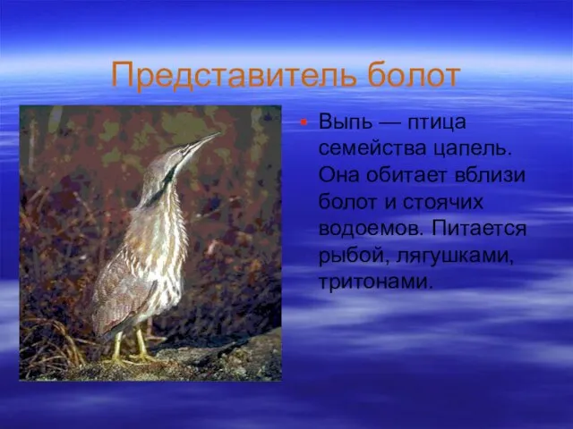 Представитель болот Выпь — птица семейства цапель. Она обитает вблизи болот