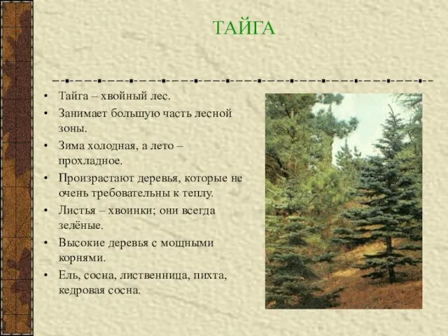 ТАЙГА Тайга – хвойный лес. Занимает большую часть лесной зоны. Зима