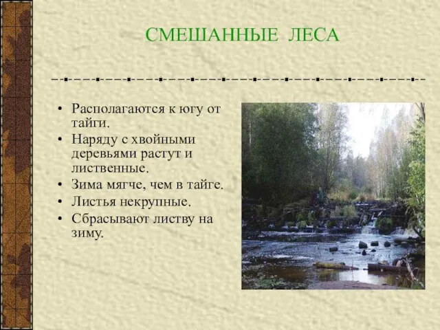 СМЕШАННЫЕ ЛЕСА Располагаются к югу от тайги. Наряду с хвойными деревьями