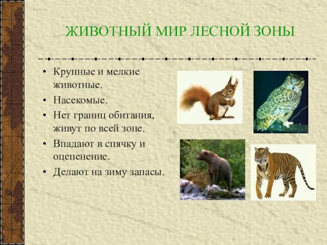 ЖИВОТНЫЙ МИР ЛЕСНОЙ ЗОНЫ Крупные и мелкие животные. Насекомые. Нет границ