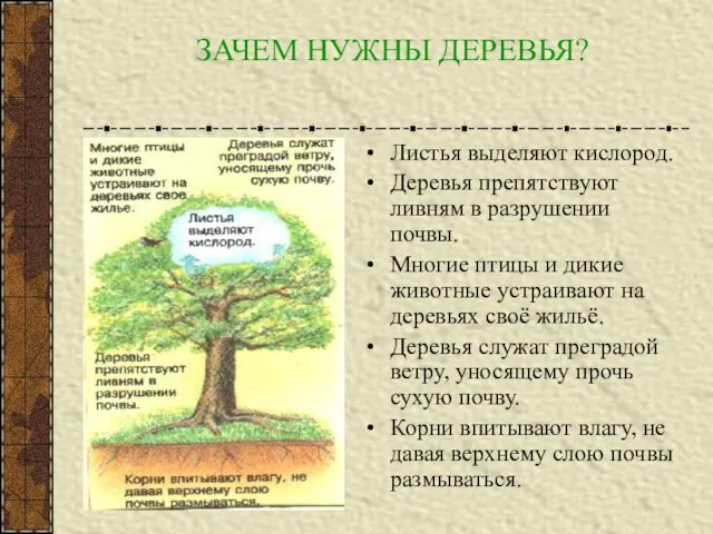 ЗАЧЕМ НУЖНЫ ДЕРЕВЬЯ? Листья выделяют кислород. Деревья препятствуют ливням в разрушении