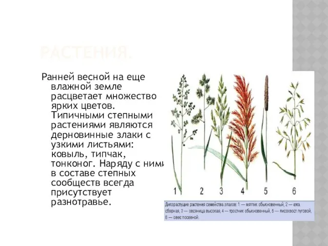 РАСТЕНИЯ. Ранней весной на еще влажной земле расцветает множество ярких цветов.