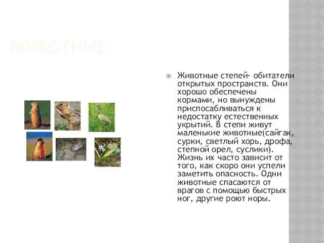ЖИВОТНЫЕ Животные степей- обитатели открытых пространств. Они хорошо обеспечены кормами, но