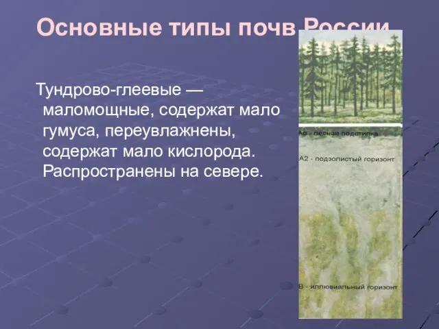 Основные типы почв России. Тундрово-глеевые — маломощные, содержат мало гумуса, переувлажнены,