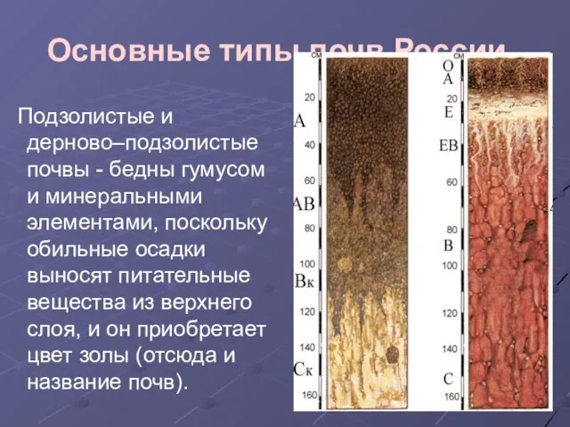 Основные типы почв России. Подзолистые и дерново–подзолистые почвы - бедны гумусом
