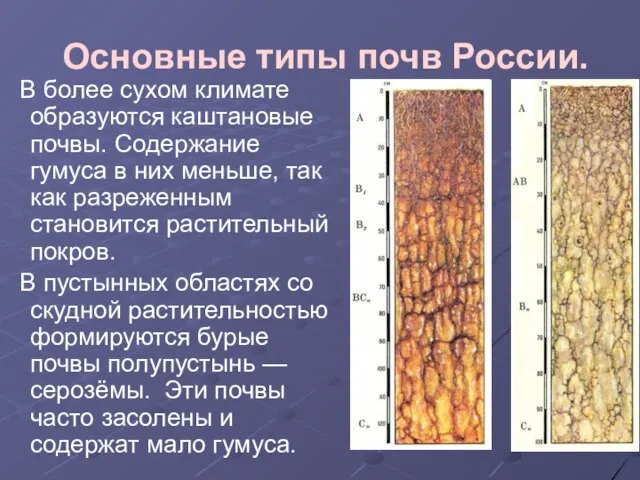 Основные типы почв России. В более сухом климате образуются каштановые почвы.