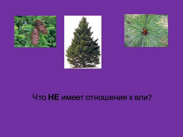 Что НЕ имеет отношения к ели?