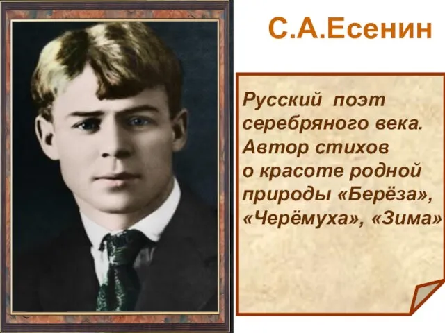 Русский поэт серебряного века. Автор стихов о красоте родной природы «Берёза», «Черёмуха», «Зима» С.А.Есенин